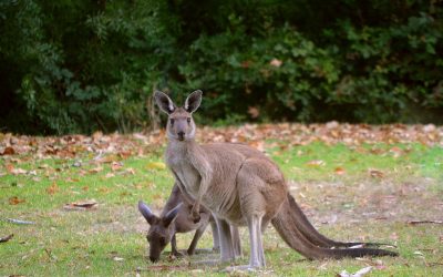 Adelaide is a haven for international students